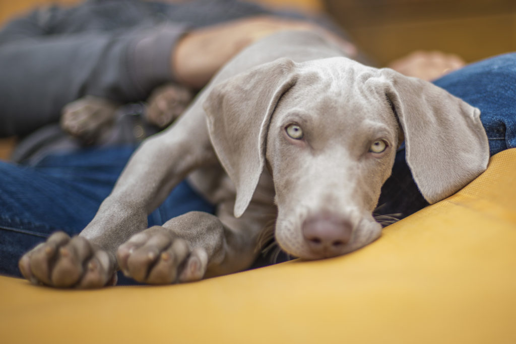 Pet photography. Primo piano di un cane Weimaraner. Foto di Luca Finessi.