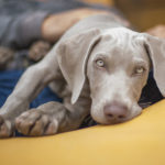 Pet photography. Primo piano di un cane Weimaraner. Foto di Luca Finessi.