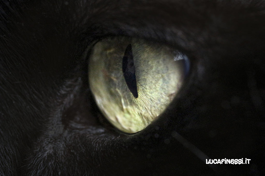 L’incredibile sguardo di un gatto nero. Foto di Luca Finessi.