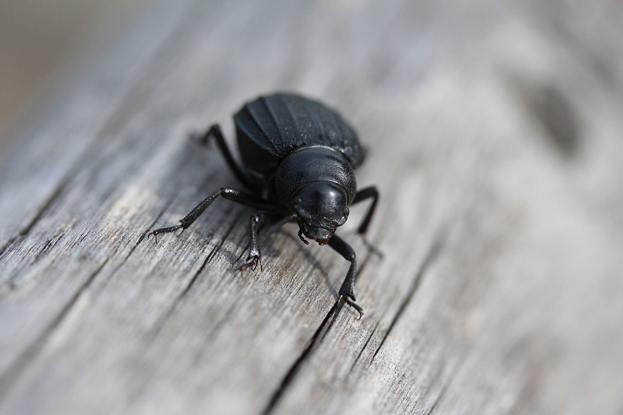 Fotografia macro di insetti. Uno scarafaggio. Foto di Luca Finessi.