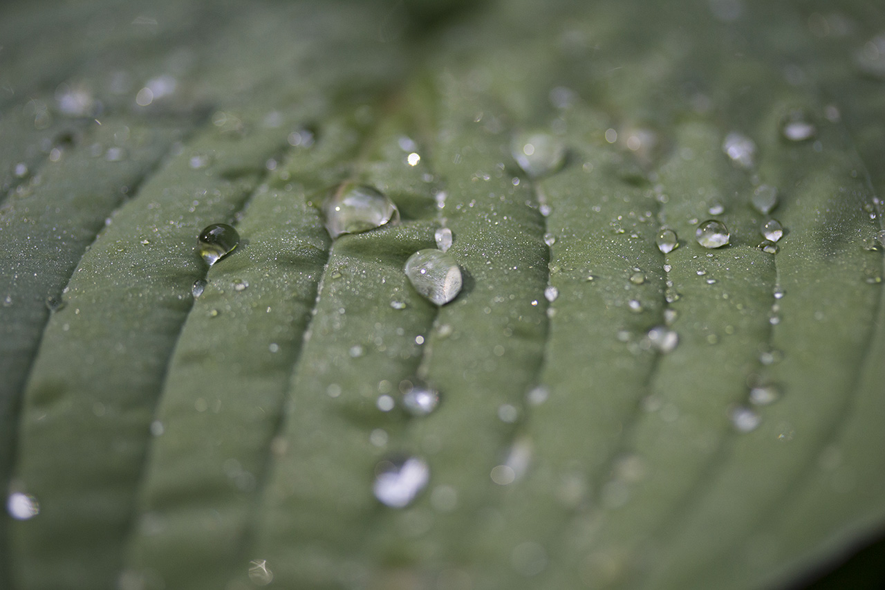 Fotografia macro. Gocce d’acqua su una foglia. Foto di Luca Finessi.