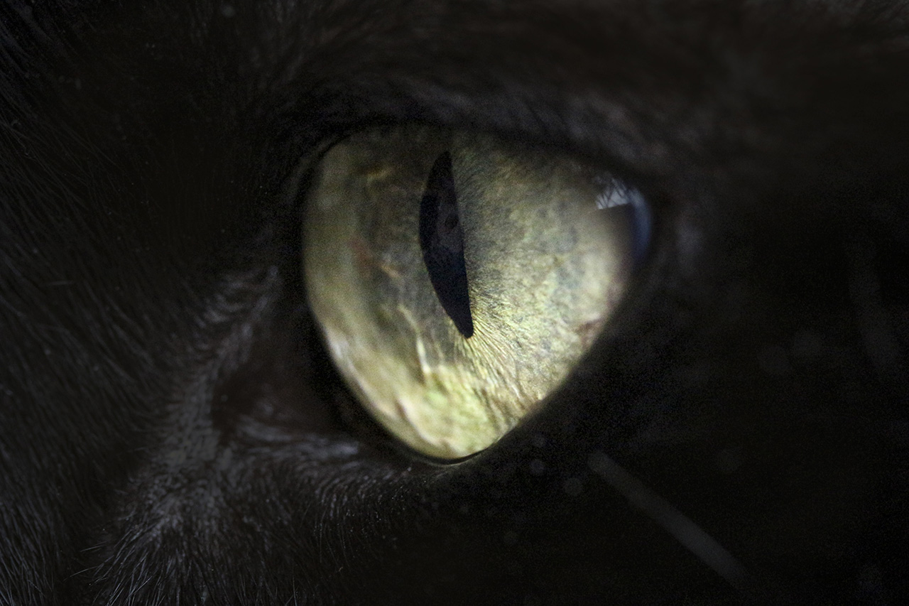 Fotografia macro. L’occhio di un gatto nero. Foto di Luca Finessi.