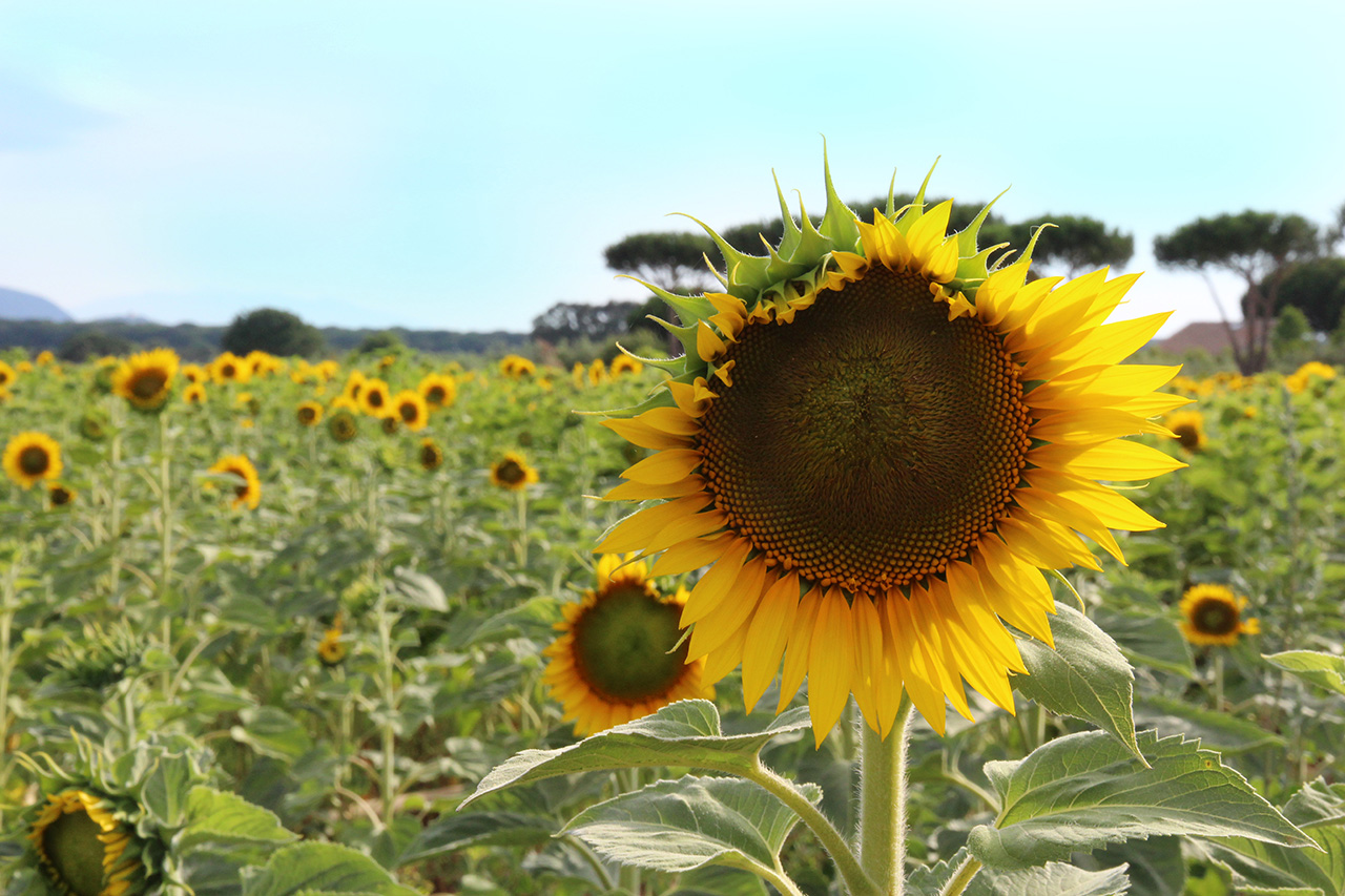 Un campo di girasoli con un girasole in primo piano. Foto di Luca Finessi.